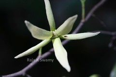 Polyalthia coffeoides